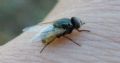 Musca osiris